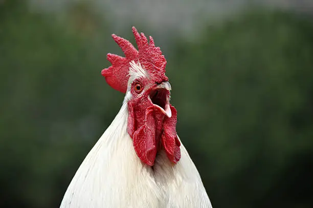 Photo of Crowing Rooster