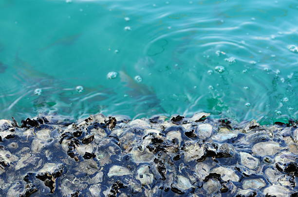 Shell in the Water Shell in the Water with a pearl on a in sea . pearl clam photos stock pictures, royalty-free photos & images