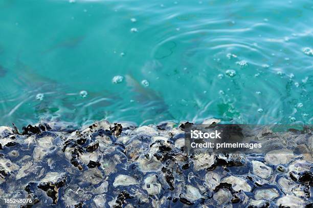 Foto de Shell Na Água e mais fotos de stock de Mar - Mar, Água, Praia