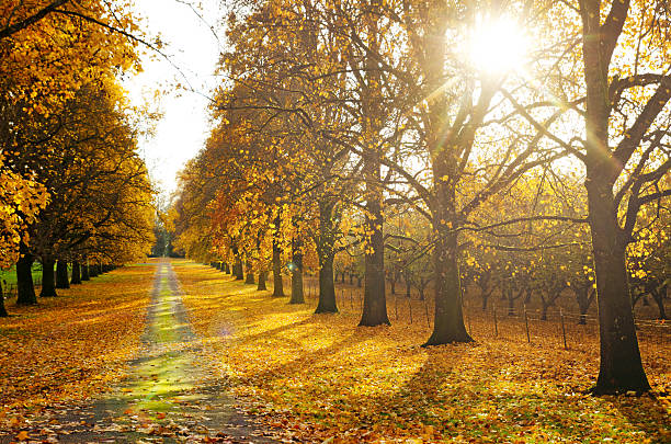 istock Country lane in autumn 185248078