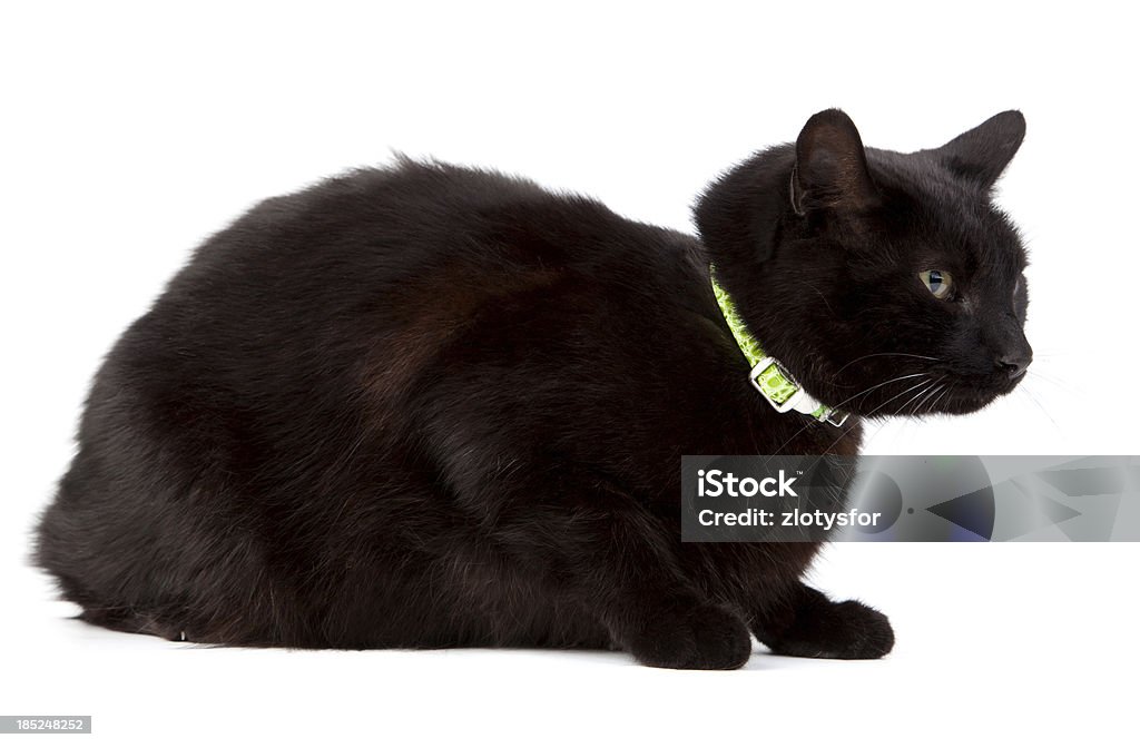 gatto nero - Foto stock royalty-free di Animale