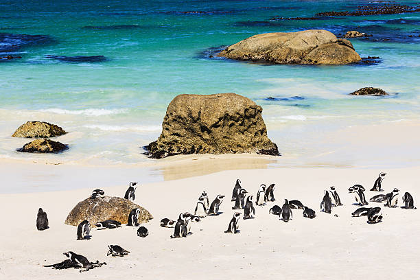 african colonie de pingouins à la plage de cape town, afrique du sud - table mountain afrique du sud photos et images de collection