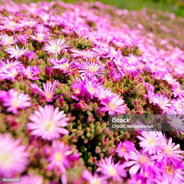 Pink Iceplant Flower Closeup Stock Photo - Download Image Now - Blossom, Close-up, Flower