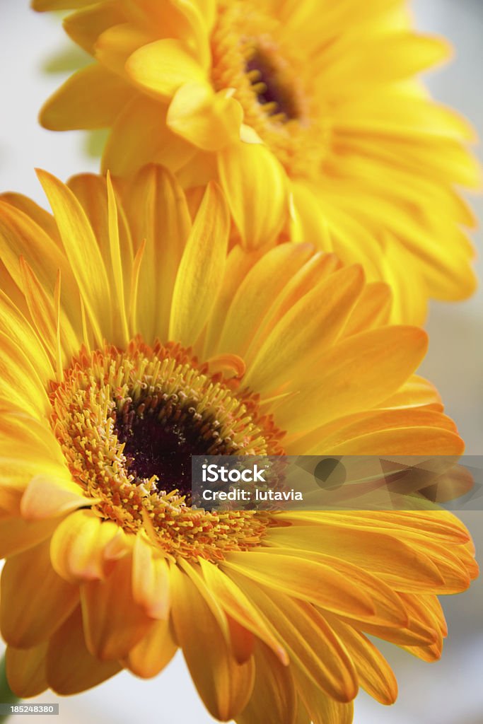 gerbera amarillo - Foto de stock de Amarillo - Color libre de derechos