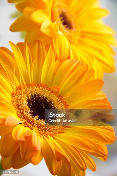 Gerbera Amarillo Foto de stock y más banco de imágenes de Amarillo - Color - Amarillo - Color, Belleza, Blanco - Color