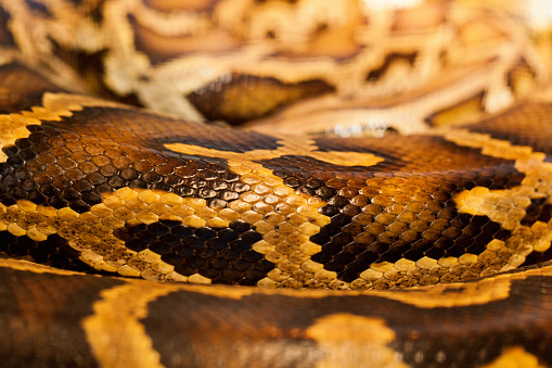 Skin of a very dangerous snake/python outdoors. Horizontal Shot.