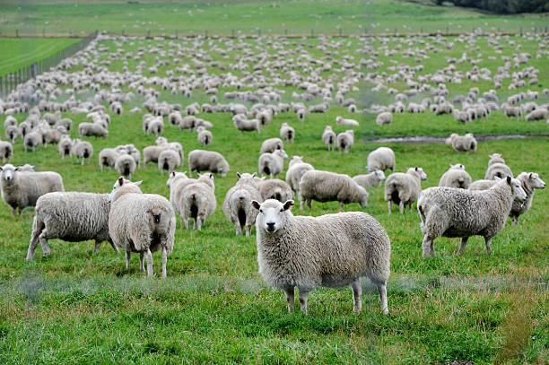 istock New Zealand Sheep 185248640