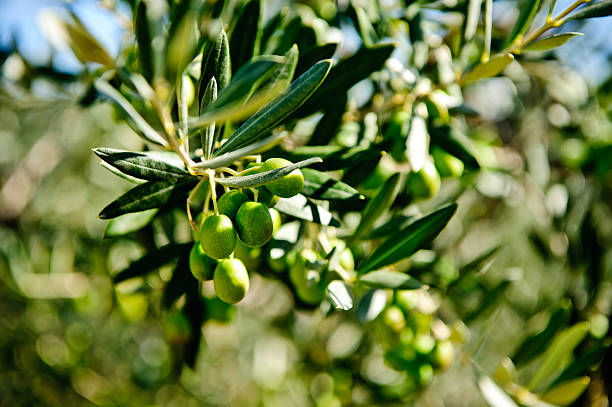 fresh olive fruits on an olive tree