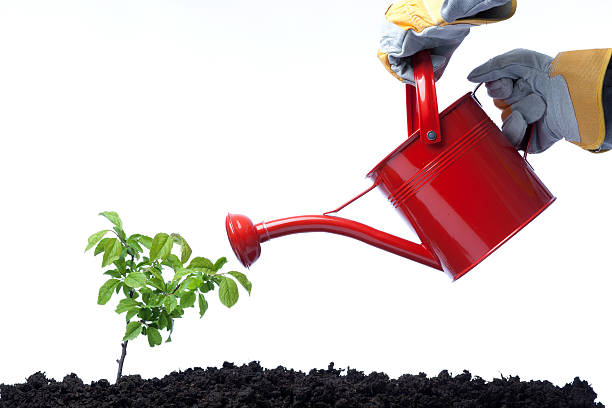 istock Side View Of red Watering Can On Green Plant 185248741