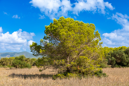 Pine tree in the nature reserve Punta de n´Amer near Cala Millor, Mallorca