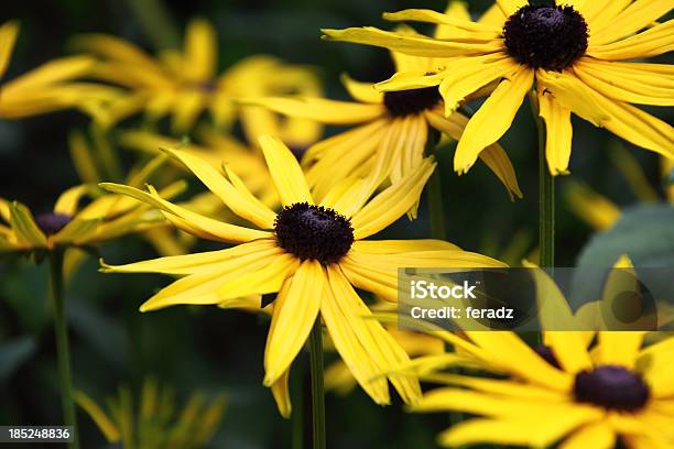 Rudbekia Stock Photo - Download Image Now - Black-Eyed Susan, Botany, Close-up