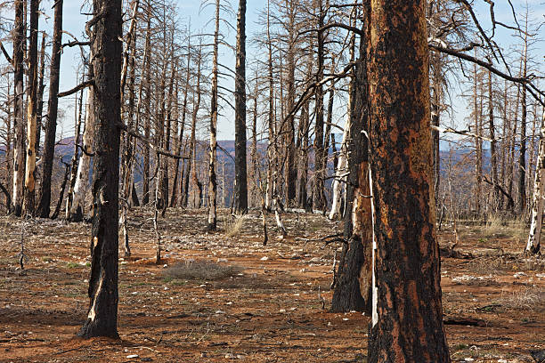 istock Burned forest in Bryce Canyon National Park 185248884