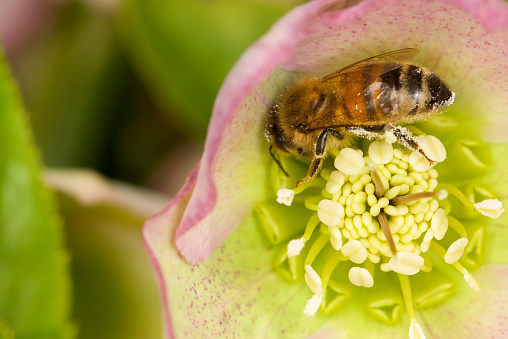 Close up of a worker honey bee inside a flower head collecting pollen in early Spring.