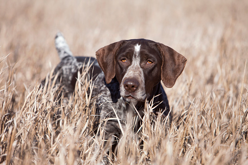 A german wirehair pointer on point.