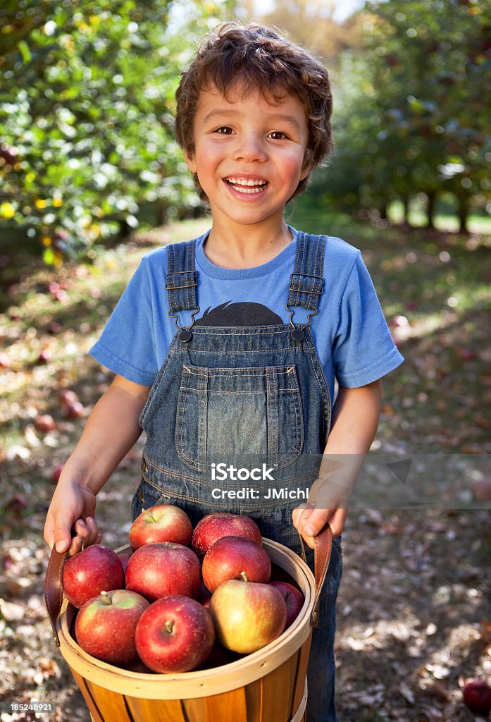 Garoto segurando Cesta de recém-colhidas Minnesota de maçãs. - Foto de stock de Maçã royalty-free