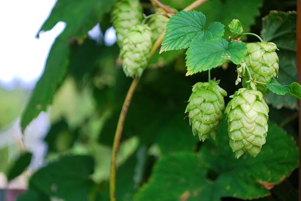 Hops Vines, Summer A close-up of Hops, the focus being on the Hops at the front of the photo. motueka stock pictures, royalty-free photos & images