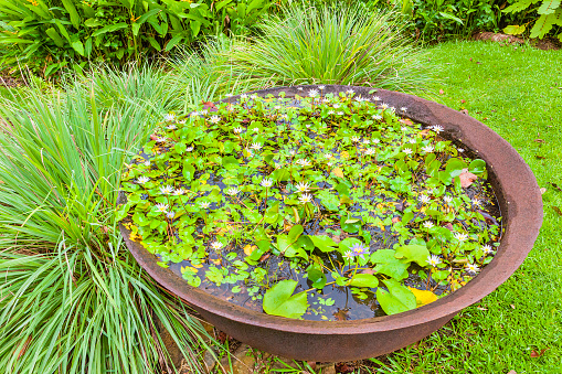 Water Lilies at the Mamiku Gardens, the largest gardens in Saint Lucia, located on the east coast of the island. The winding footpaths escort you among tropical plants and orchids, flowering shrubs and herbs, moving from a small garden to another. Canon EOS 5D Mark II