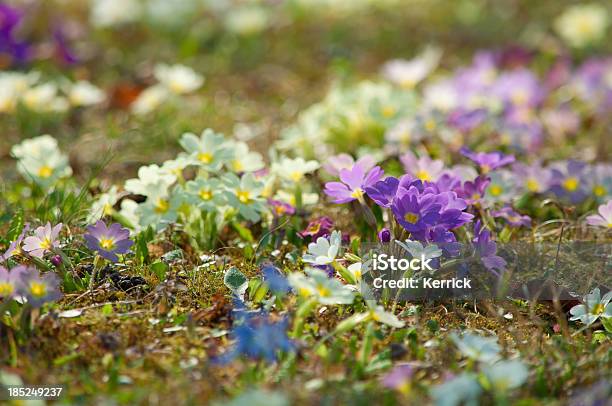 Wild Primroses Im März In Einem Park Stockfoto und mehr Bilder von Baumblüte - Baumblüte, Blume, Bunt - Farbton