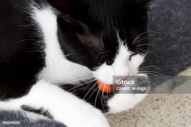 Grande Appetito - Fotografie stock e altre immagini di Animale - Animale, Animale da compagnia, Animale femmina