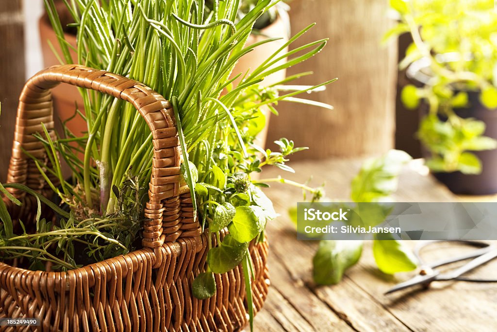 Смешанная трав в корзине - Стоковые фото Базилик роялти-фри