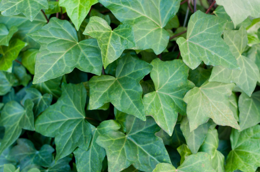 Close-up background of ivy leaves.
