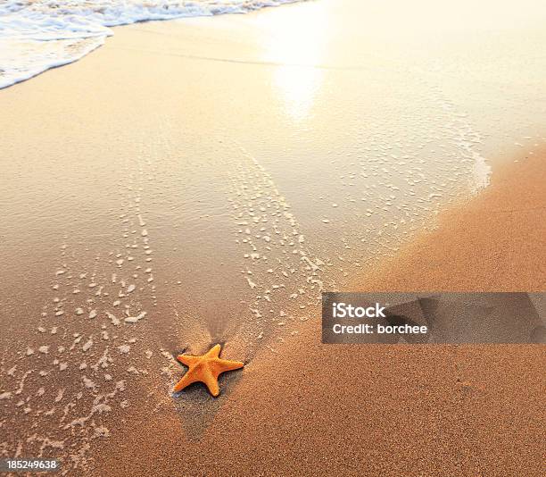 Sandigen Strand Mit Seesterne Stockfoto und mehr Bilder von Seestern - Seestern, Strand, Muschelgehäuse