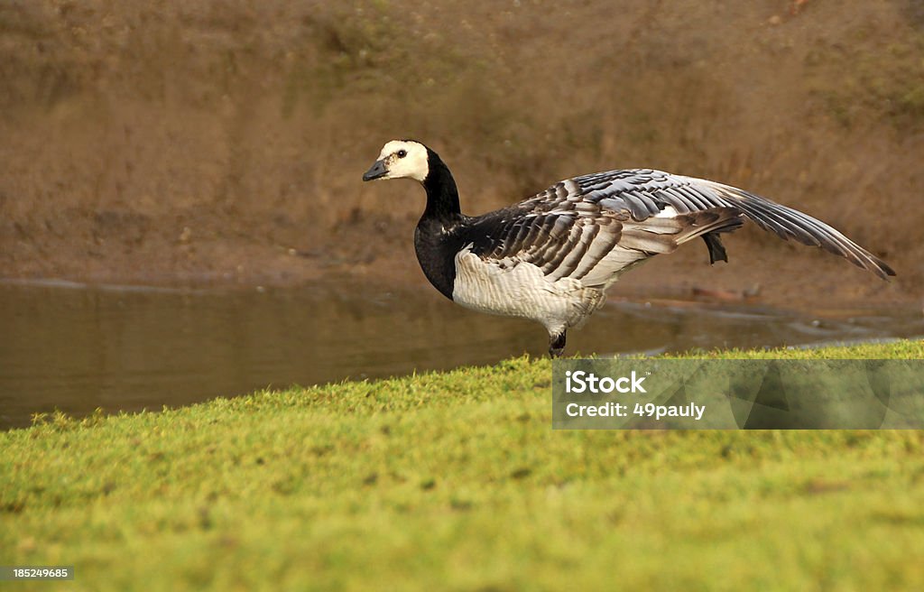 Barnacle Goose Stać na jednej nodze - Zbiór zdjęć royalty-free (Brzeg wody)