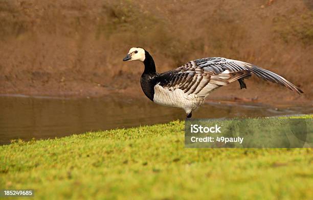 Barnacle Goose Stać Na Jednej Nodze - zdjęcia stockowe i więcej obrazów Brzeg wody - Brzeg wody, Fotografika, Gęś - ptak