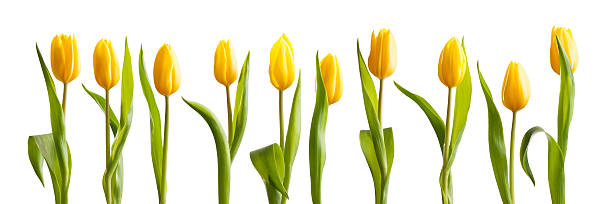 新鮮な春の明るい黄色のチューリップ白背景 - チューリップ ストックフォトと画像