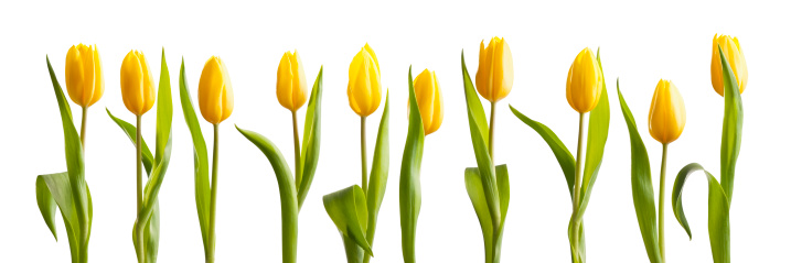 Bright yellow tulips isolated on a white background with a clipping path. The tulip flowers are a beautiful bright yellow and they have vibrant green leaves. Each flower has a slightly different shape and arrangement of leaves. They are spring flowers and represent the changing of the seasons.