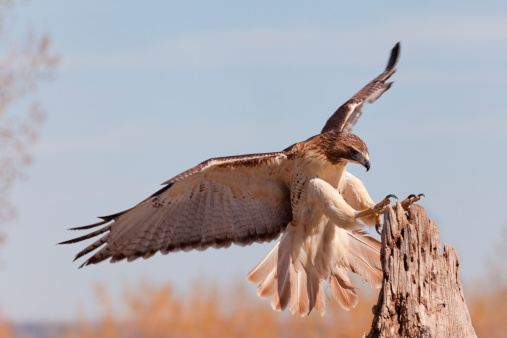 Red_tailed Hawk flying to a perch