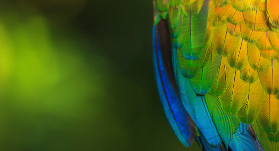 Green-winged Macaw feathers close up