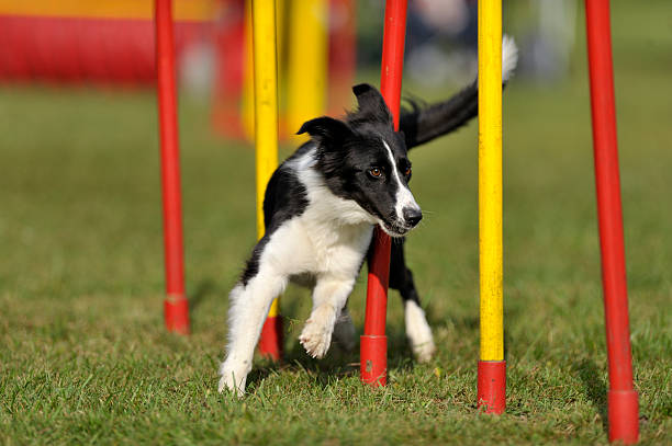 Border Collie Border Collie on agility course - weave poles dog agility stock pictures, royalty-free photos & images