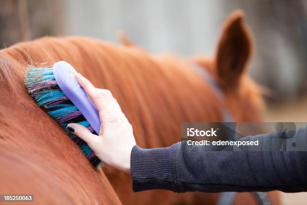 치장시키기 승마 Gelding에 대한 스톡 사진 및 기타 이미지 - Gelding, 갈기, 개인 경기