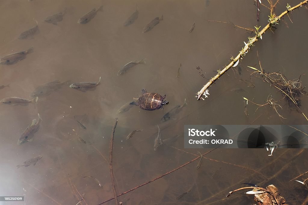 baby pesce e tartarughe presso la riva del Lago - Foto stock royalty-free di Acqua