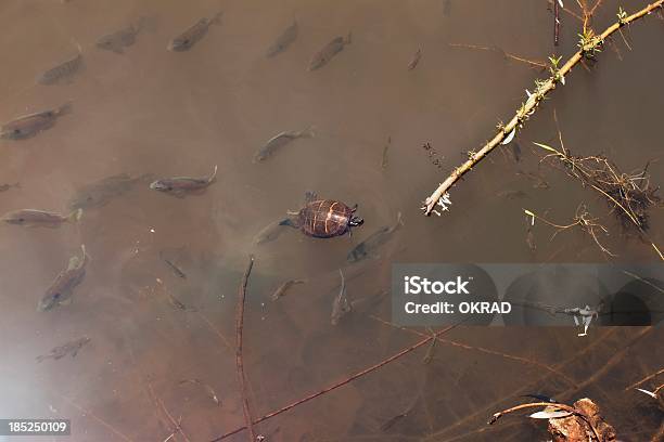 Foto de Chá De Peixes E Tartarugas Na Praia De Um Lago e mais fotos de stock de Acima - Acima, Animal, Animal selvagem