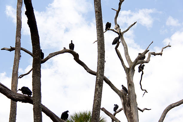 American Black Vultures stock photo