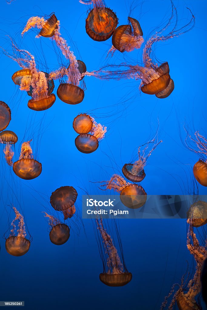 Vie sous l'eau de mer et de poisson - Photo de Corail - Cnidaire libre de droits