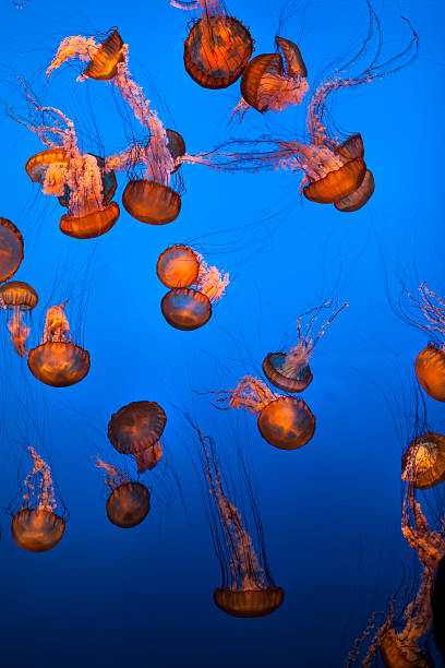 istock Sea life and fish underwater 185250261