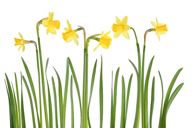 istock Yellow Daffodil flowers arranged in a row. 185250439