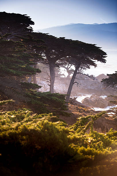 árvores de cipreste o big sur, o litoral e o mar - cypress tree tree isolated monterey - fotografias e filmes do acervo