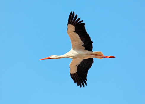 Flying White Stork