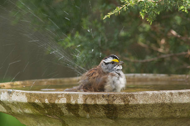 White Throated Sparrow taking a bath stock photo