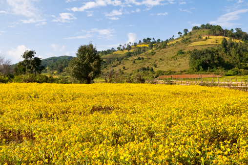 Fields and hills near Kalaw, Myanmar (Burma)