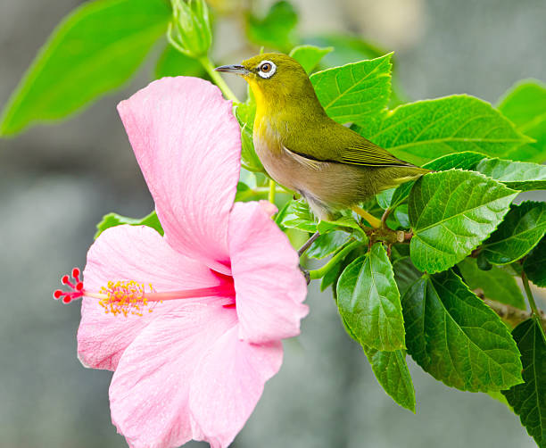 Japanese White-Eye, Big Island, Hawaii