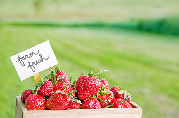 Freshly harvested organic garden strawberries