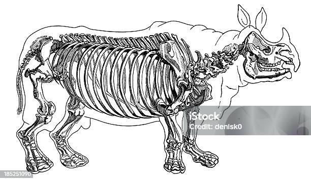Vetores de Rinocerontes Esqueleto e mais imagens de Animal - Animal, Clip Art, Desenho de Lápis