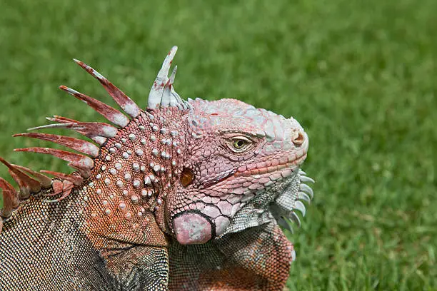 Photo of Iguana head close up