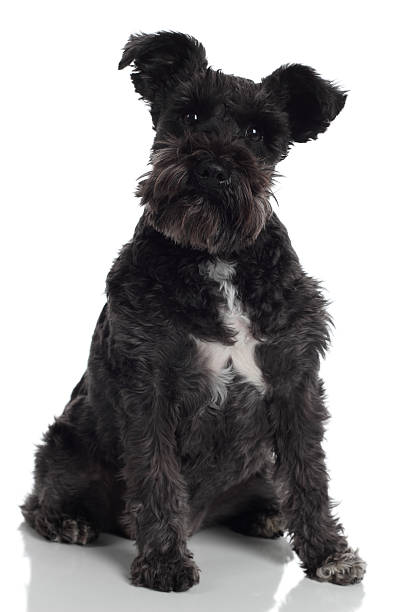 istock Cute schnauzer dog with a quizzical look 185251291