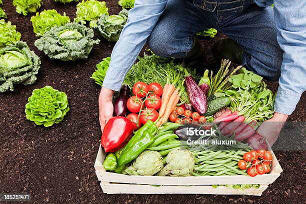 Box Mit Gemüse Stockfoto und mehr Bilder von Agrarbetrieb - Agrarbetrieb, Arbeiten, Bauernberuf